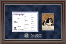 Custom frame with navy suede matting featuring an American Kennel Club certified pedigree and a photo of two Bernese Mountain Dog puppies.