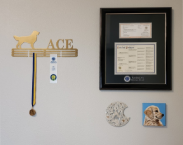 Wall-mounted custom frame with black molding, holding an American Kennel Club certified pedigree and registration document, accented with an AKC logo on black matting. Nearby are a gold medal holder with a dog silhouette labeled ‘ACE,’ an award ribbon, a pawprint plaque, and a painted portrait of a Golden Retriever.