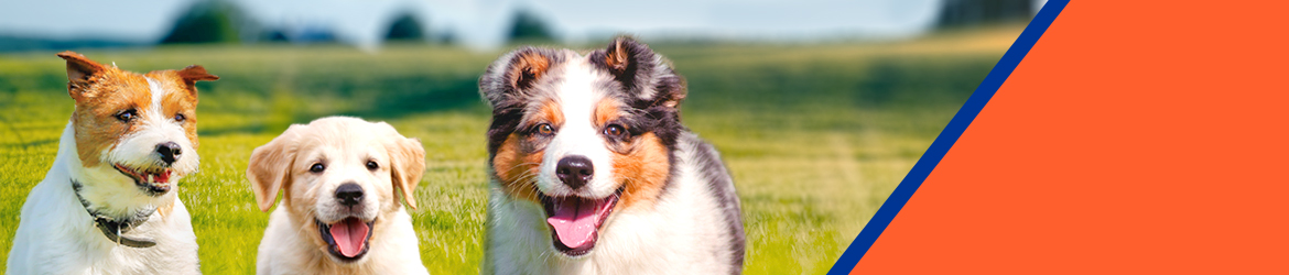 american kennel club store